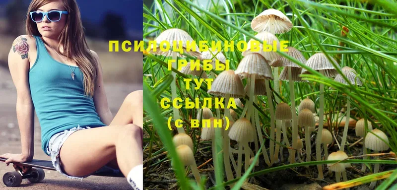 omg ONION  площадка состав  Зеленогорск  Псилоцибиновые грибы Psilocybe  купить наркотики цена 